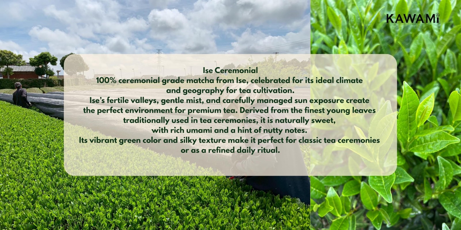 100% Japanese Ise Matcha Ceremonial Grade – (30g/1.06oz)