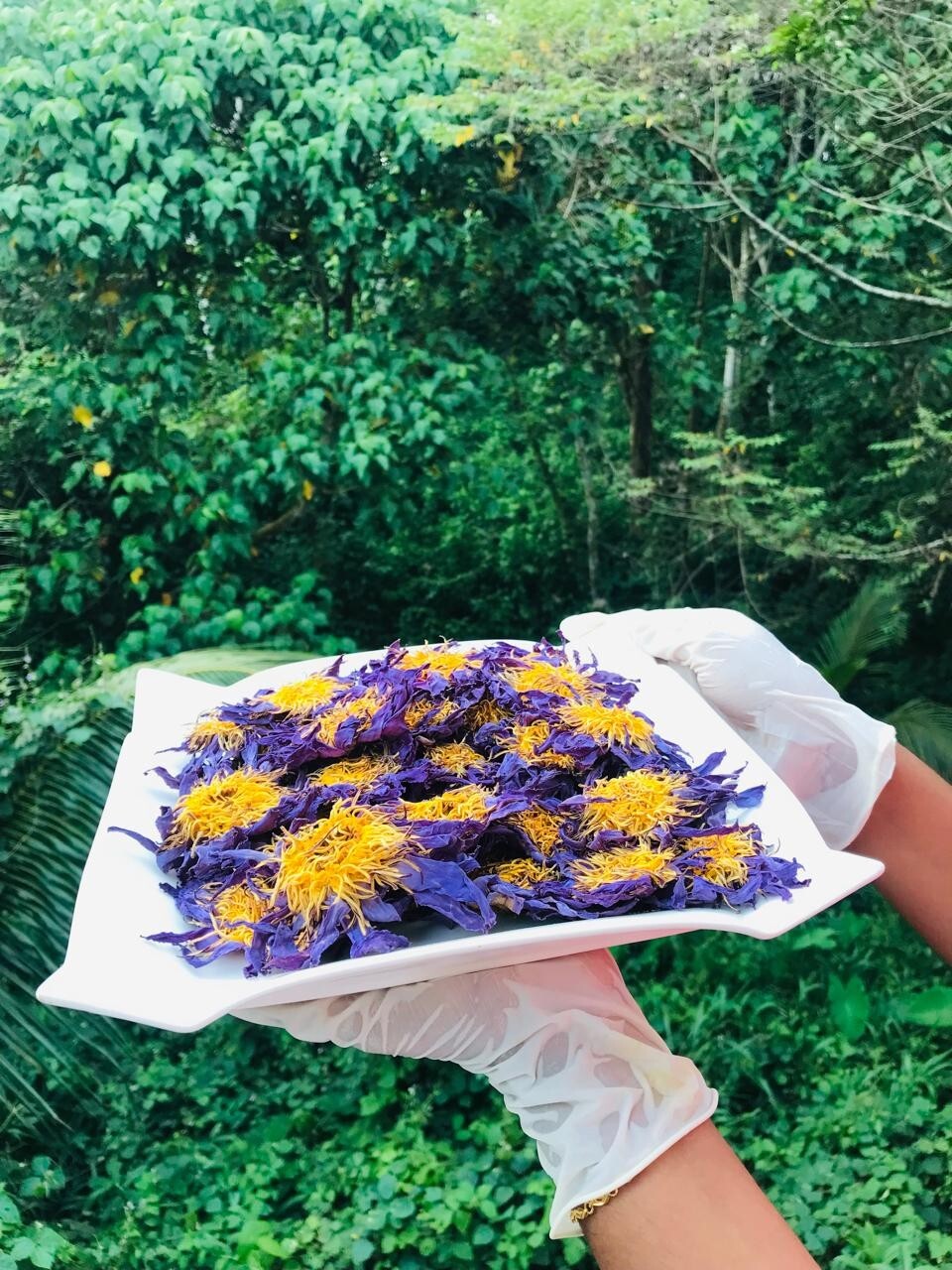 Ceylon Dried Blue Lotus NYMPHAEA CAERULEA 100% Organic 1kg Pure Whole Flowers