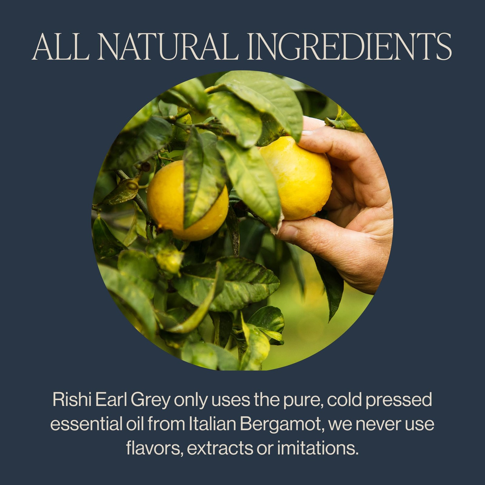 Earl Grey Tea – Organic Sachet Tea Bags, Pure Black Tea with Bergamot Oil, En…