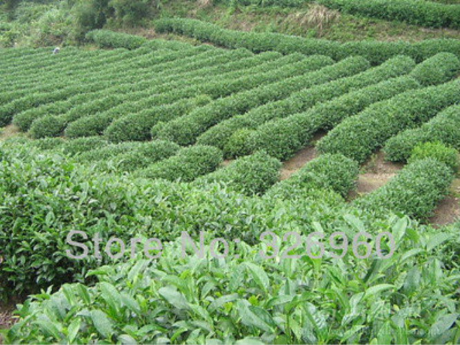 Ginseng Oolong Tea Organic Loose Leaf Premium Natural Tea 250g