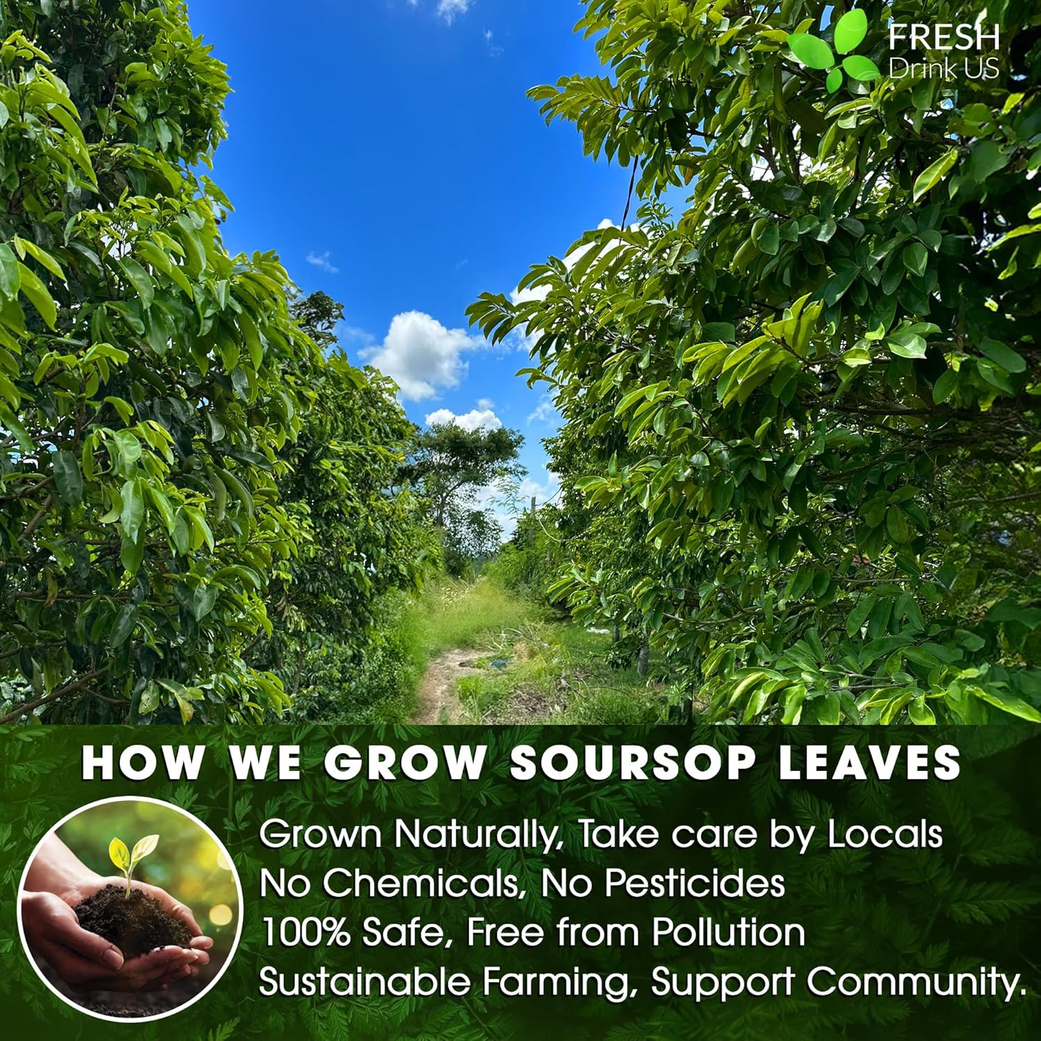 , 230+ Premium Soursop Graviola Dried Leaves Tea, 230-250 Whole Soursop Leave…