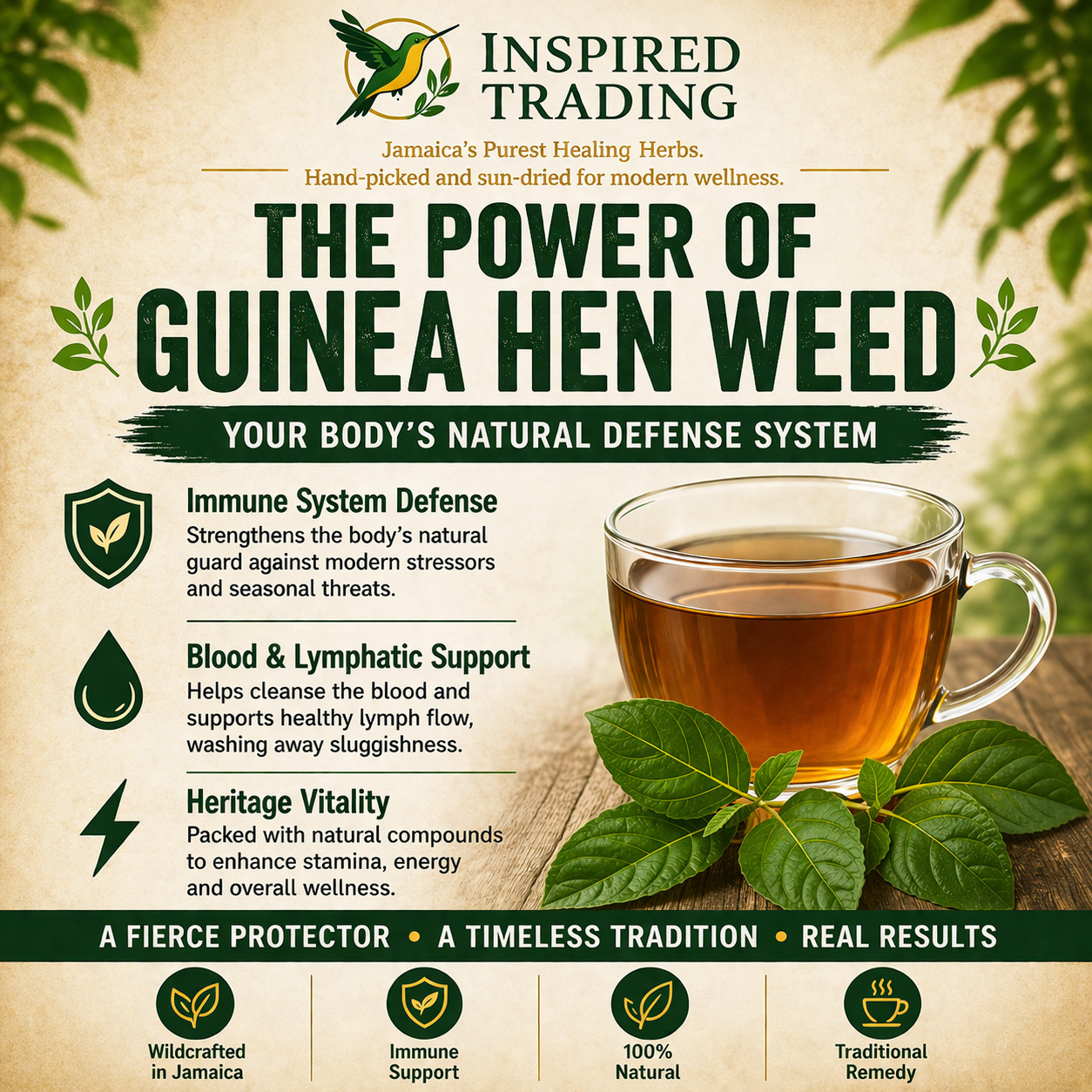 Jamaican Guinea Hen Weed Tea 2 Pack Anamu Leaves Handpicked Available in US & CA
