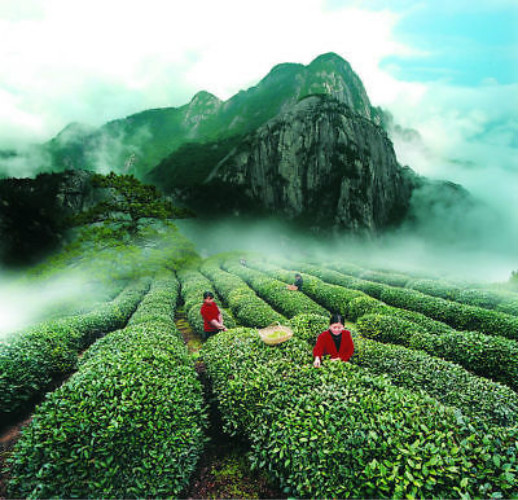 Premium Milk Oolong Tea 125g High Quality Jin Xuan Oolong, Natural Creamy Flavor