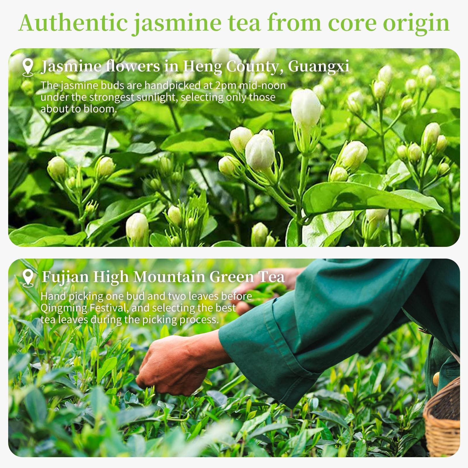 XIXICHA Jasmine Tea New Chinese Jasmine Green Tea Loose Leaf Chinese Tea Natu…