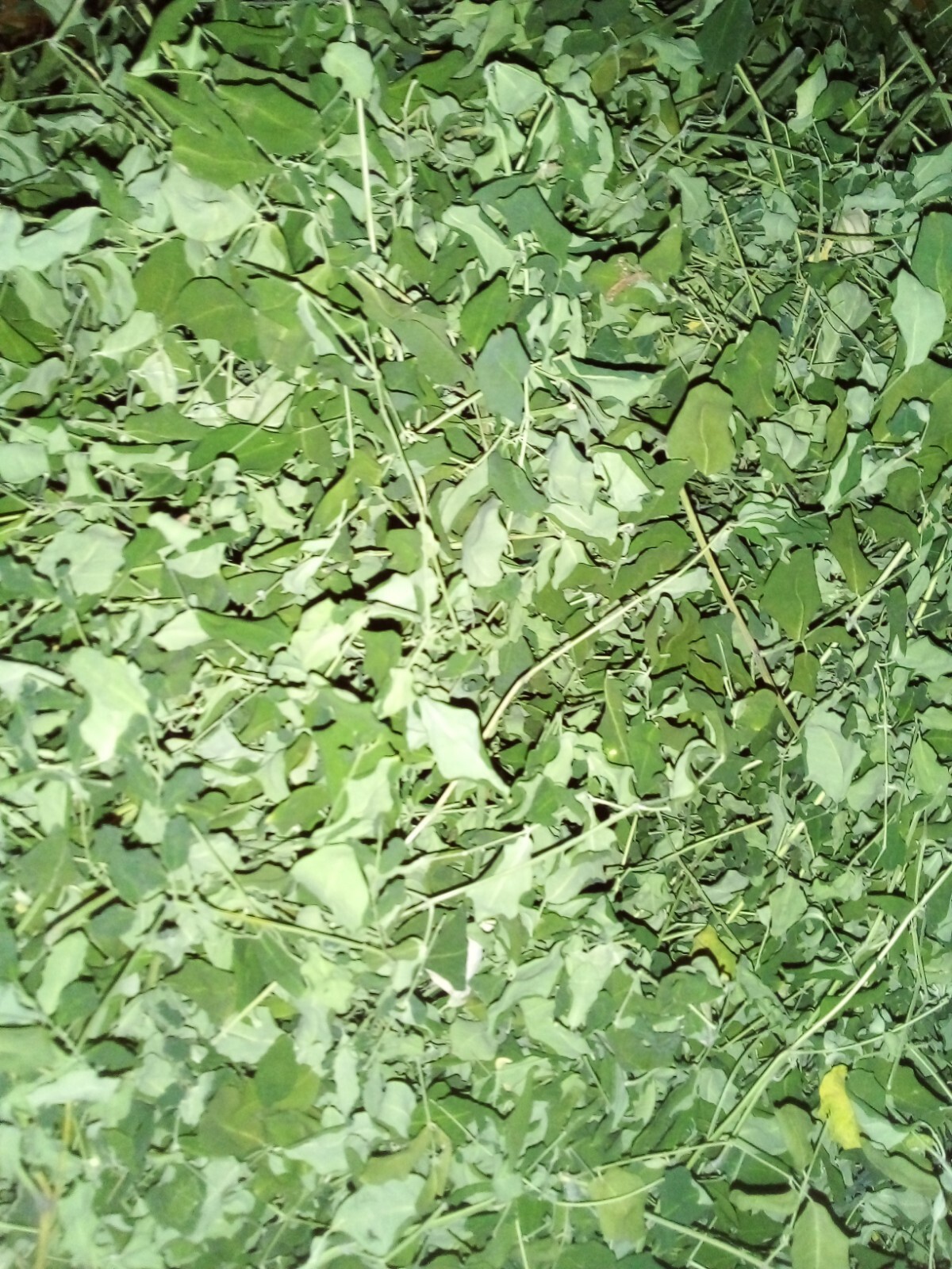 Ceylon Drumstick Leaves For Multi Vitamin