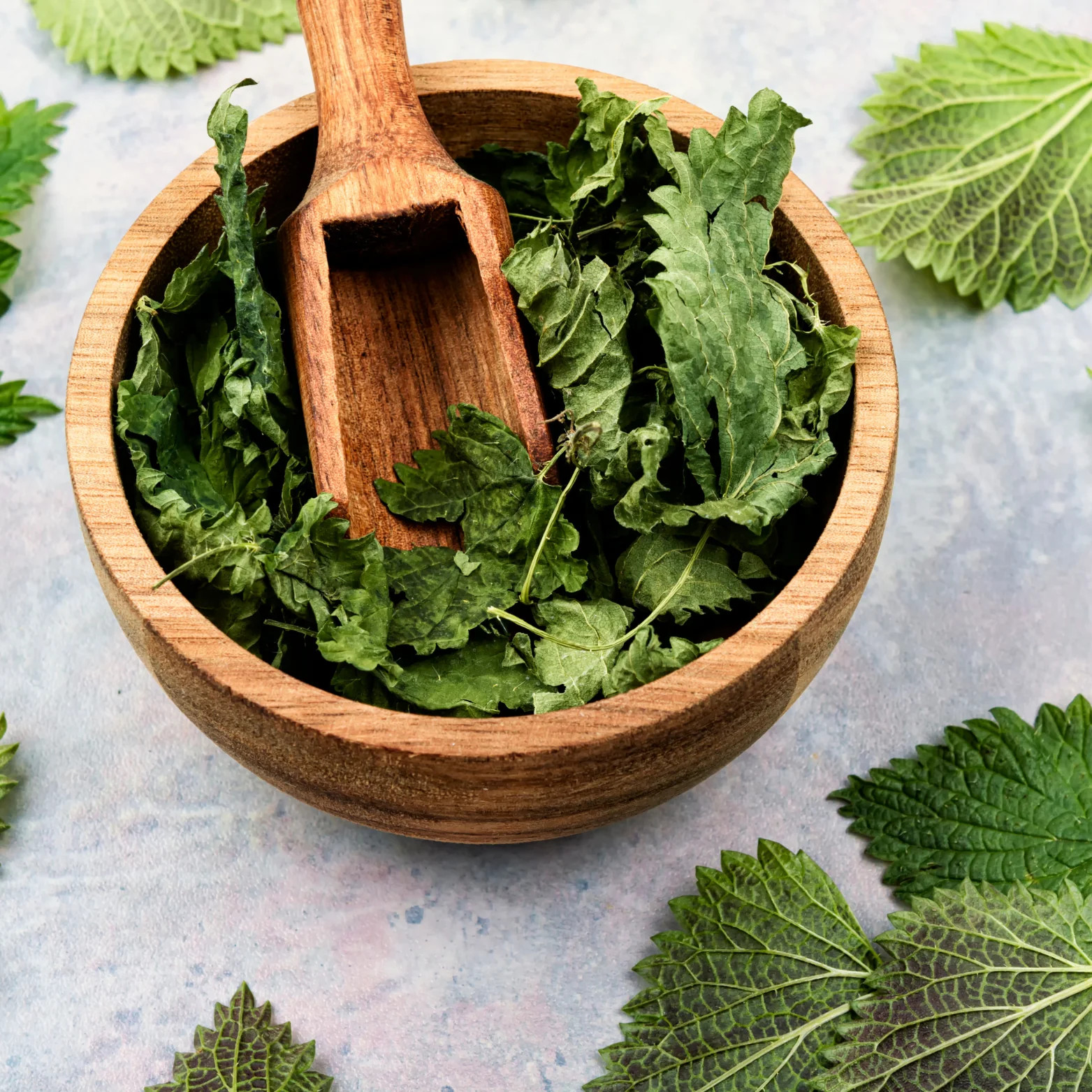 Stinging Nettle Leaf Loose Leaf Herbal Tea for Allergies