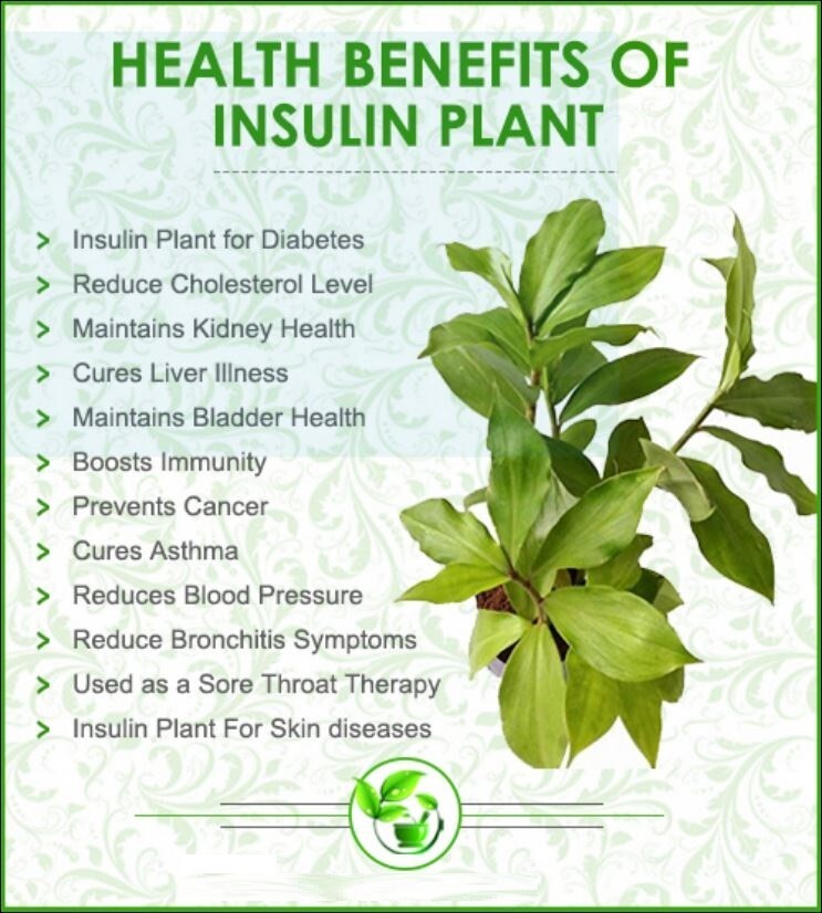 Ceylon Ayurvedic Sun Dried Insulin Plant THEBU LEAVES POWDER Diabetic Tea 100G