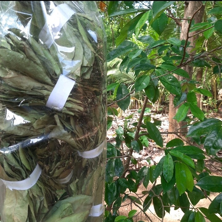 1200 Dried Soursop Leaves- Annona HOJAS DE GUANABANA GRAVIOLA Quality Herbal Tea