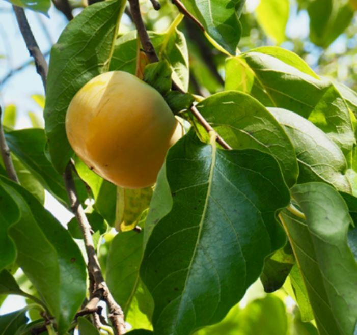Persimmon Leaf Tea 100% Korea Tea 40pcs *2ea