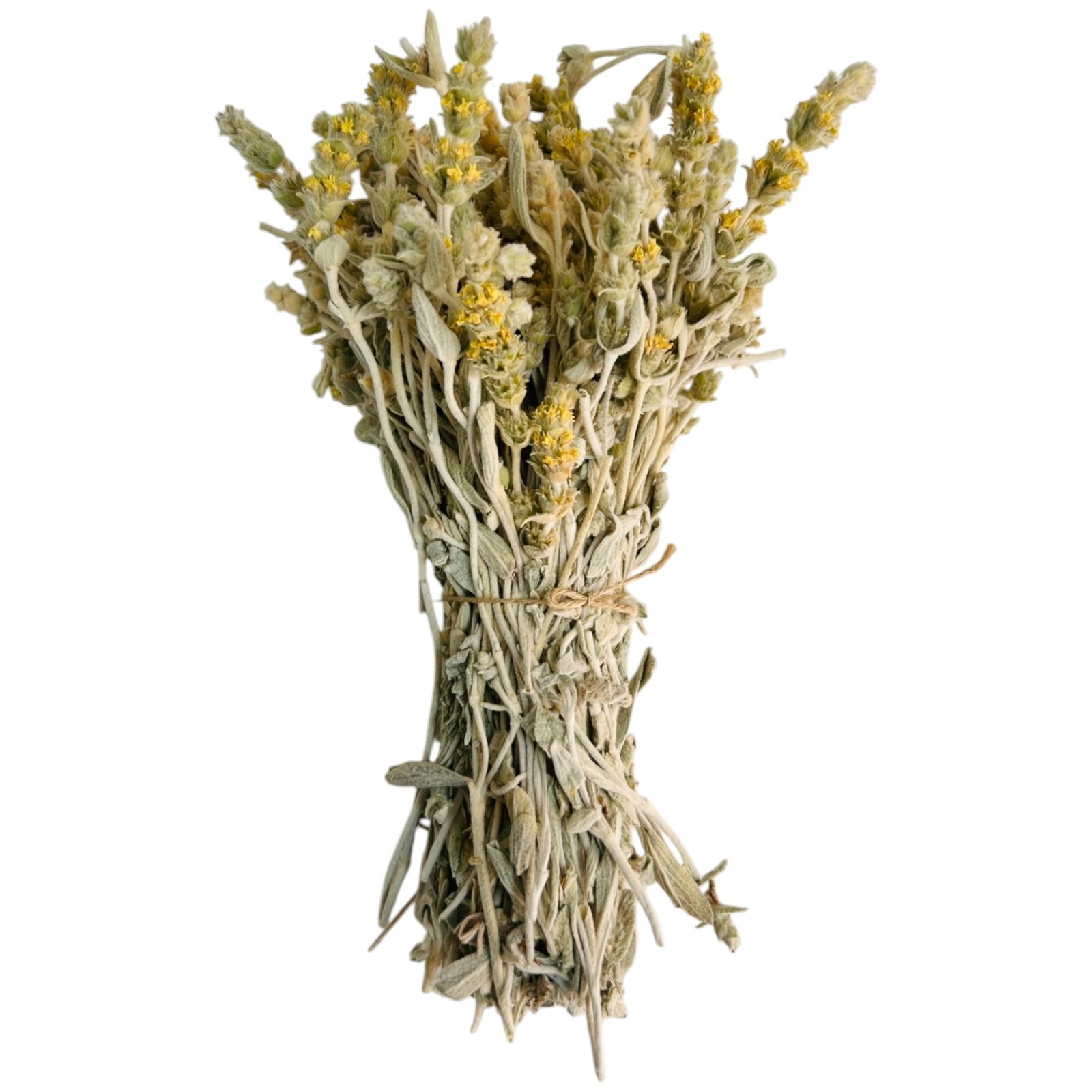 Certified Organic Greek Mountain Tea Malotira – Class A – Sideritis syriaca