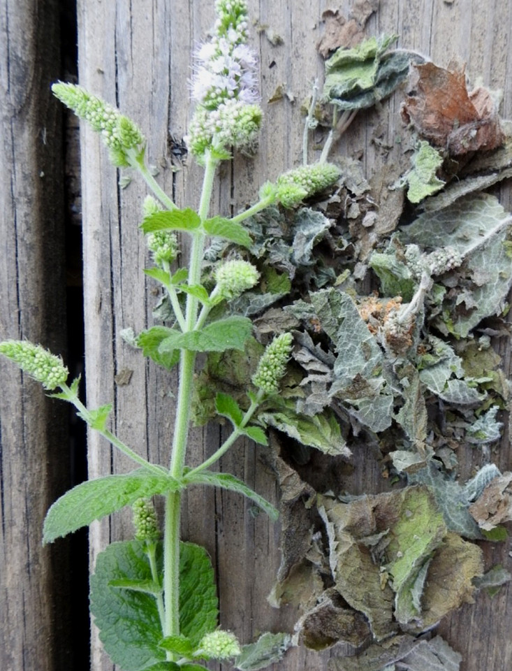 DRIED Apple Mint (Mentha suaveolens) Herbal Tea Leaf Organic NonGMO 1/2 (.50) oz