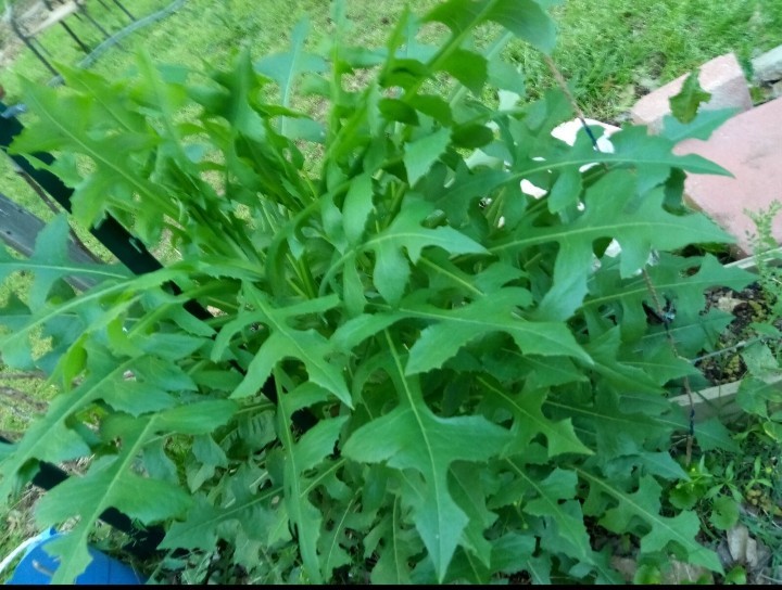 1 Cup Dried Wild Lettuce Whole Plant(Lactuca Virosa)For Tea or Tincture.US grown