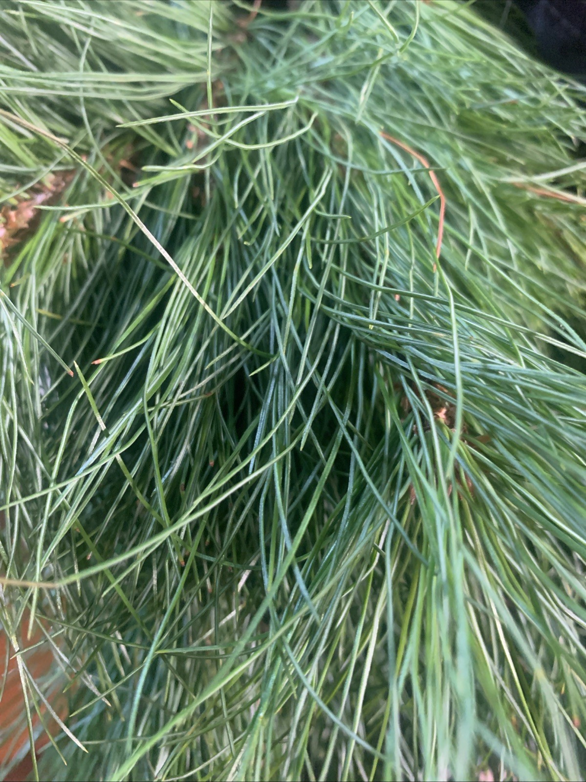 12 Oz Fresh Eastern White Pine Needles and Tips Pine needle Tea Bath