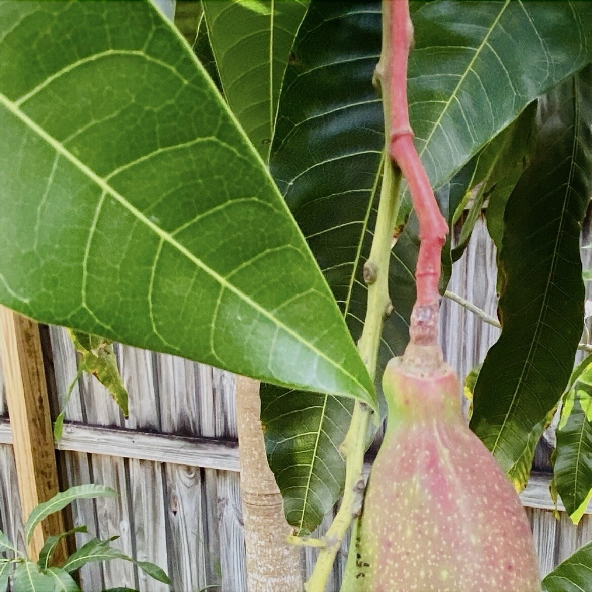Fresh Mango Leaf For Herbal Tea 20 Leaves Home-grown No Pesticides FL USA