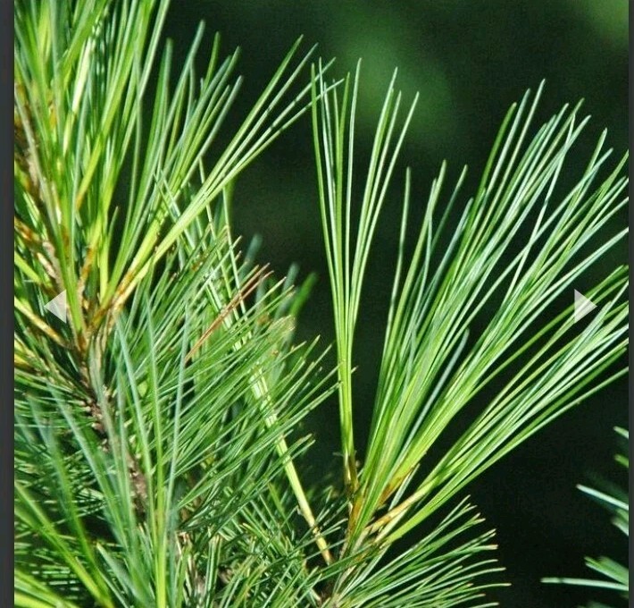 10 Pc LOT:BUY 3 GET 1 FREE Organic EASTERN WHITE Pine Needle Tea Bags Fresh Tree