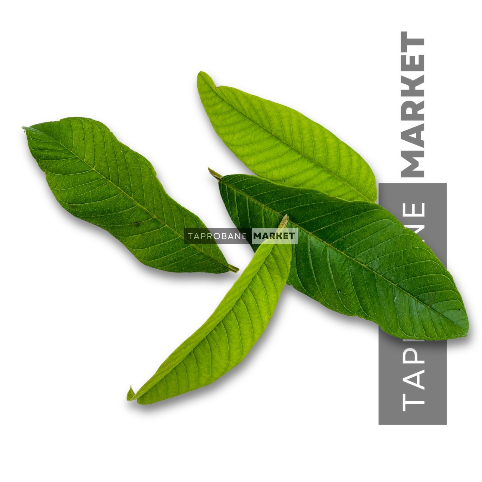 100% Natural Ceylon Guava Leaves | Herbal Tea Loose Leaf | Detox & Weight Loss