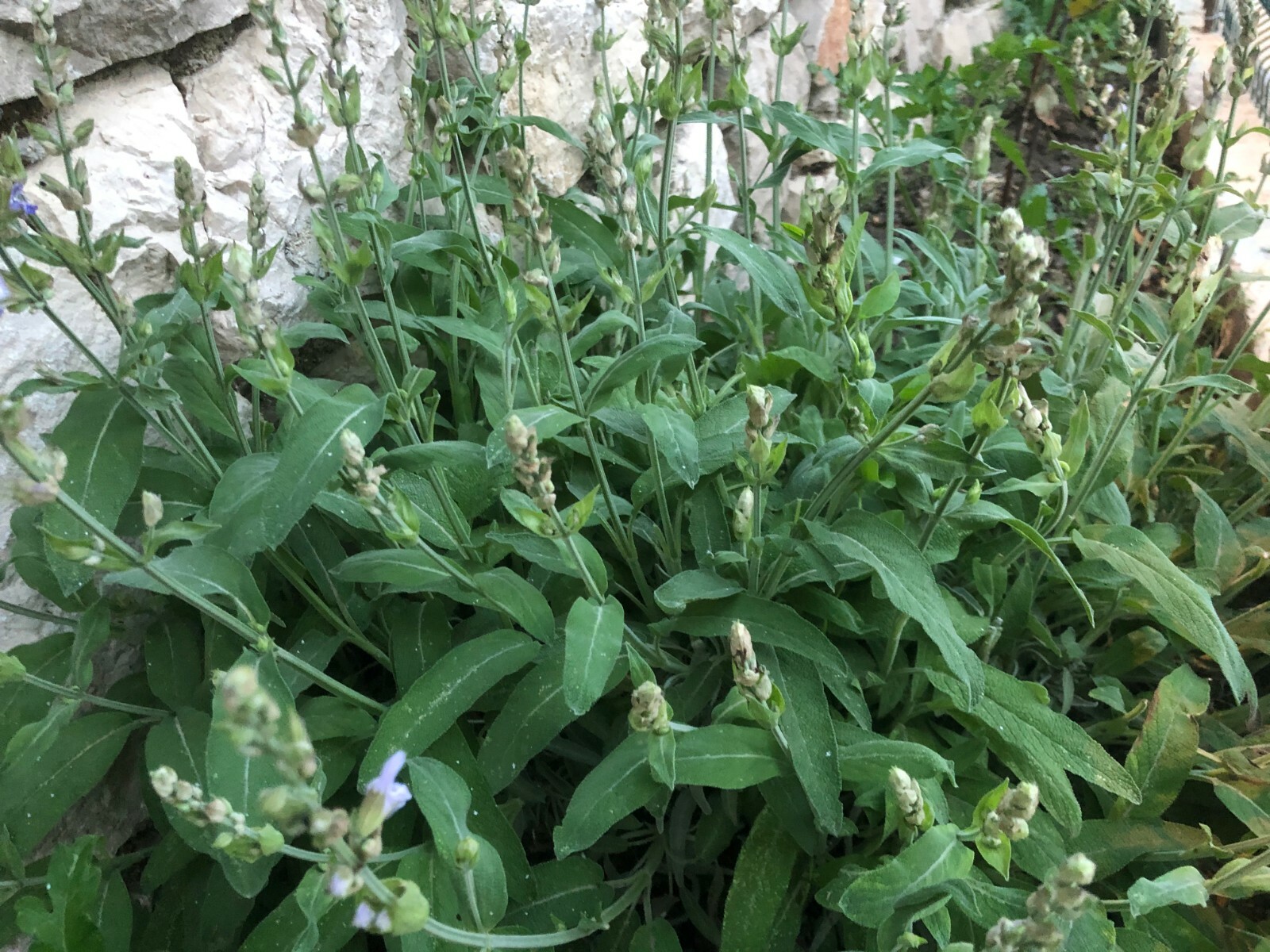 WILD ORGANIC SAGE DRIED LOOSE LEAF SALVIA OFFICINALIS ALBANIA BIO HERBS GRAM OZ.