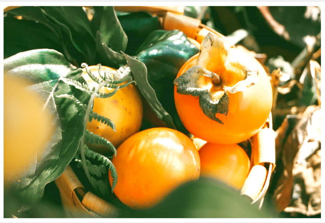 Premium Persimmon Leaf Tea 100 Pyramid Bags Caffeine Free Vitamin C wolhabon
