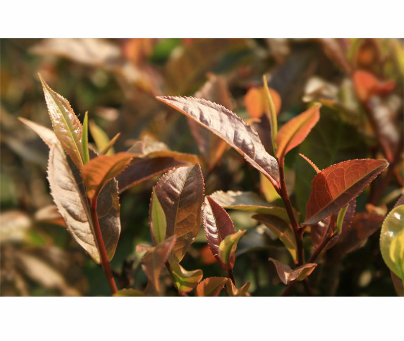 Yunnan Pu’er Tea Purple Buds 2020 Haiwan Comrade Puer Raw Gelanghe Old Tree 357g
