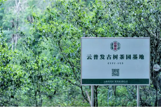 Bulang Mountain 布朗山, Tiger Yr. Ed. | Pu’er Pu-erh Tea | GB Standard Puer Yunpufa