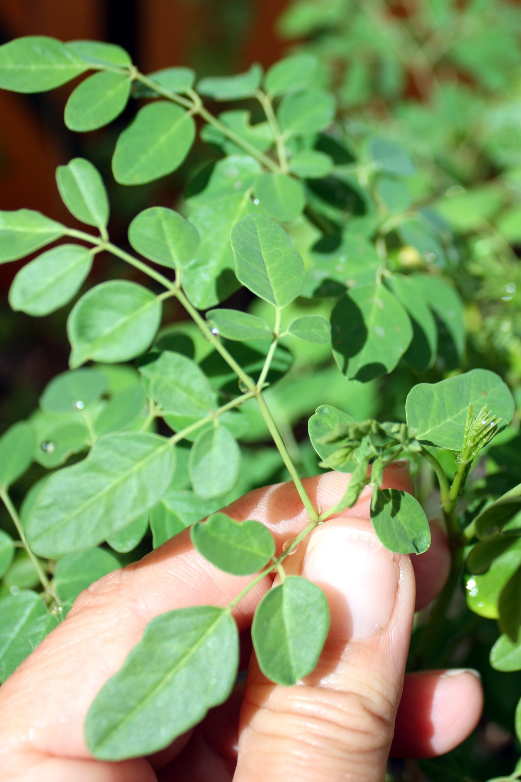 300 Detox Moringa Veggie Capsules for Nutrition & Vitamin Boost