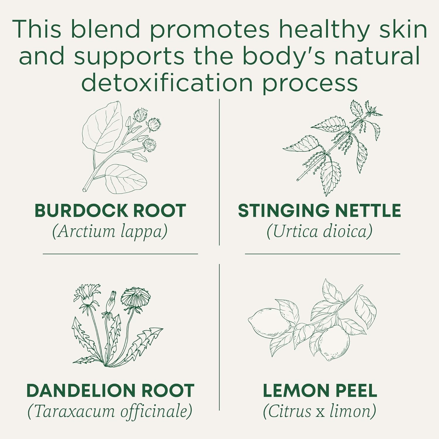 “Traditional Medicinals Organic EveryDay Detox Dandelion Tea – Supports Healthy