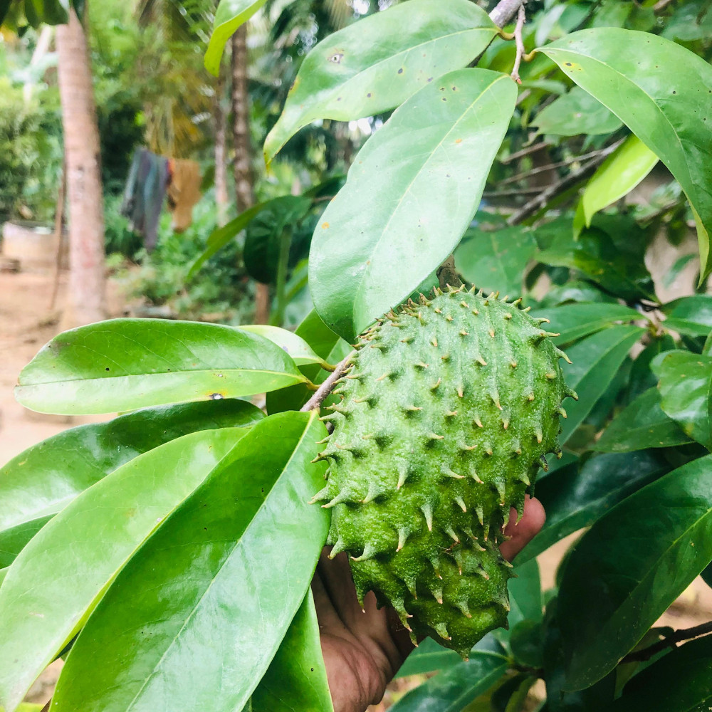 Dried Organic Soursop Leaves Herbal Tea Bags Guanabana Graviola Annona Muricata