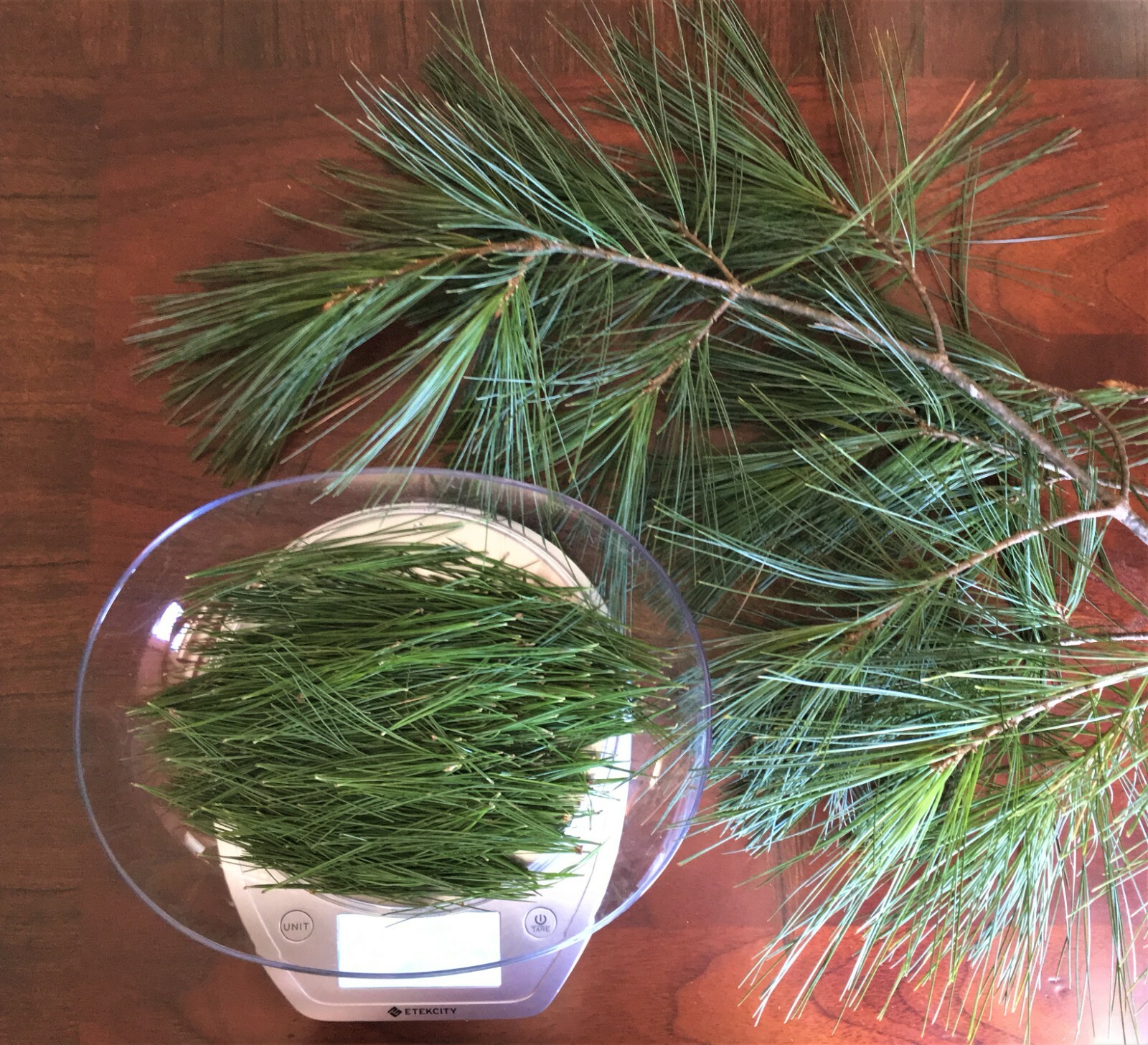 Eastern White Pine Needles for Tea, Fresh Cut, Blue Ridge Mountain Grown, 4 oz
