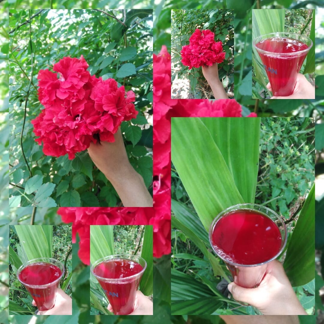 Hibiscus Dried Flower Organic Cut Flowers – Hibiscus Sabdariffa- 100% Premium