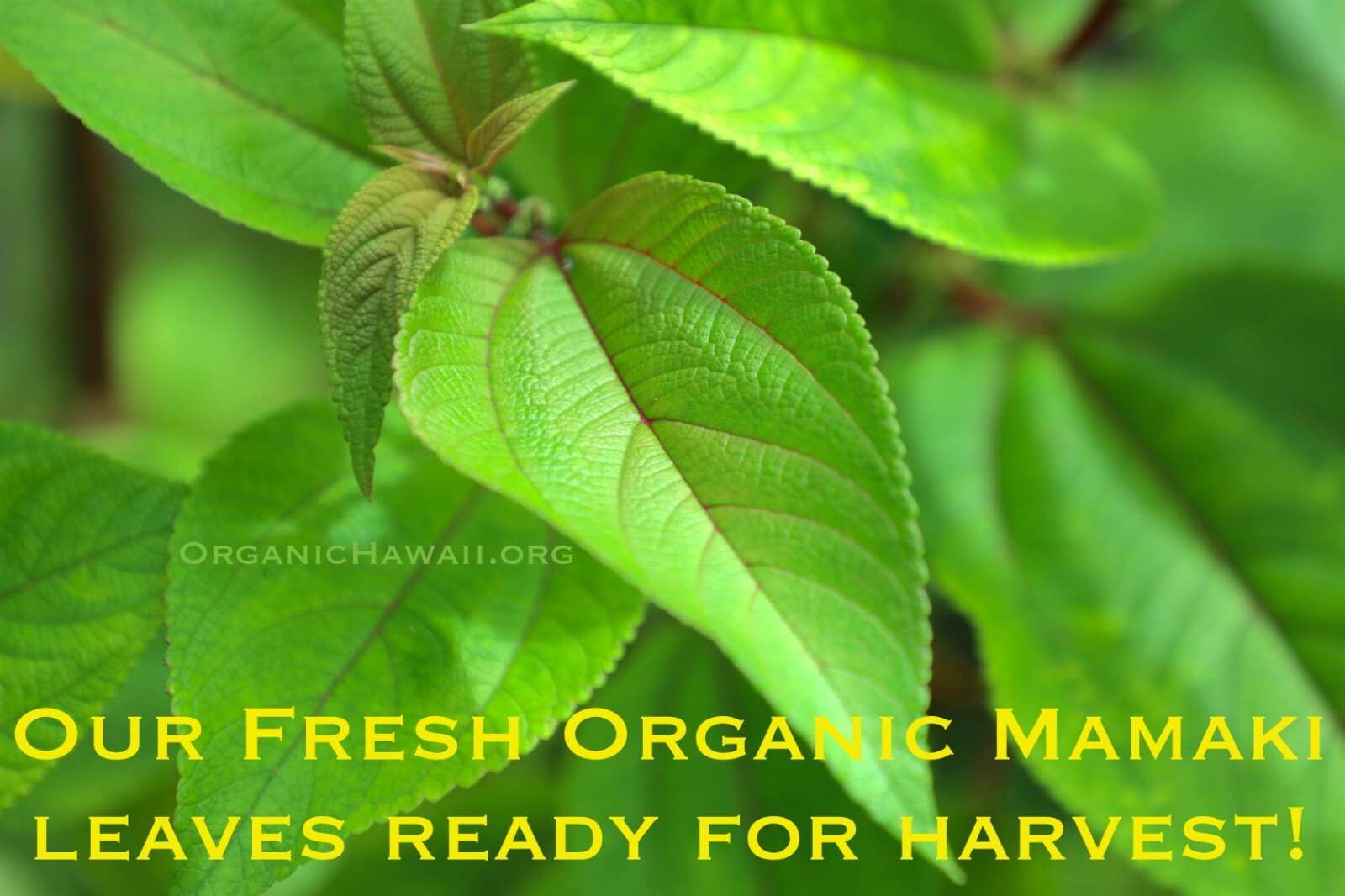 Organic Hawaii MAMAKI Whole Leaves for Tea FRESHLY DRIED Resealable Bag 9g /.3oz
