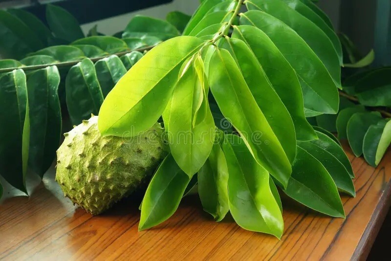 Hawaiian Quality Dried Organic Soursop Leaves 50 Pieces New Healthy Tea USA