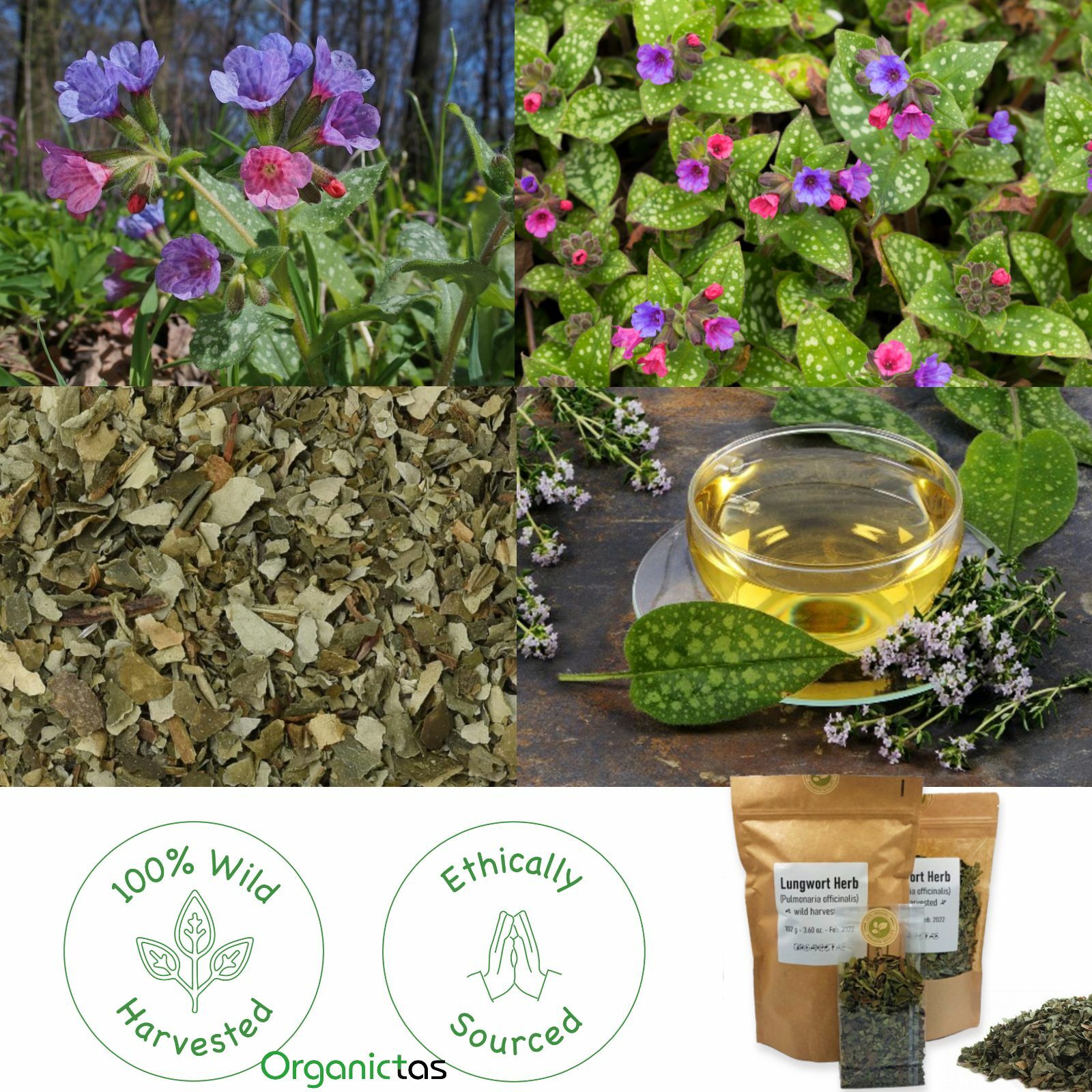 Lungwort Herb Tea Loose, for Lungs & Respiratory Tract Organic Pulmonaria offic.