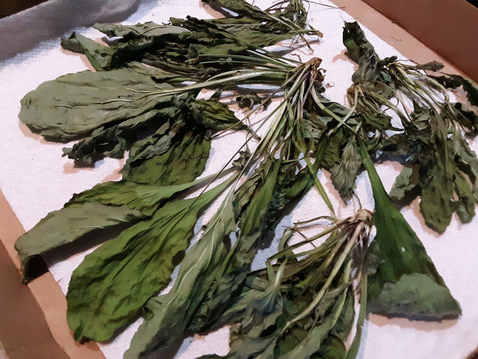 1 Cup Air Dried Broadleaf Plantain(whole plant); For Herbal Tea/Tincture/Salve.
