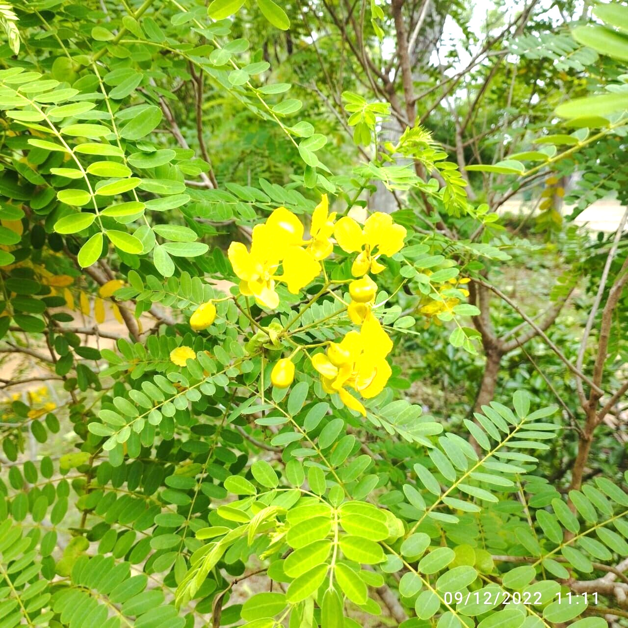 Ceylon Dried Ranawara Mal Herbal Tea cassia auriculata Ayurveda Natural Drink