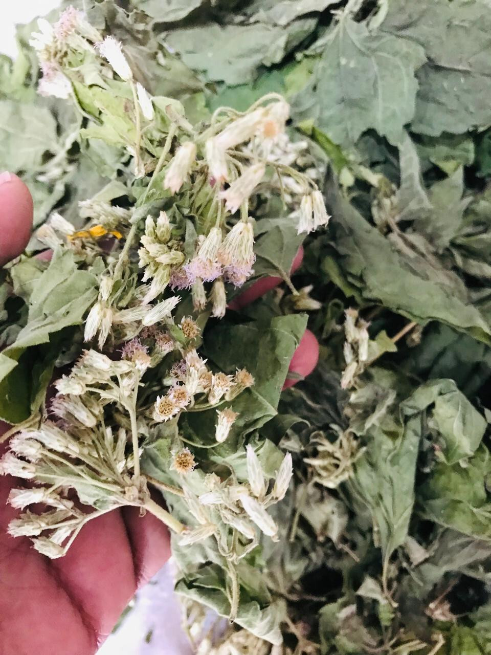 Dried Mexican Dream Herb Calea Zacatechichi Organic Herbal Ceylon Tea