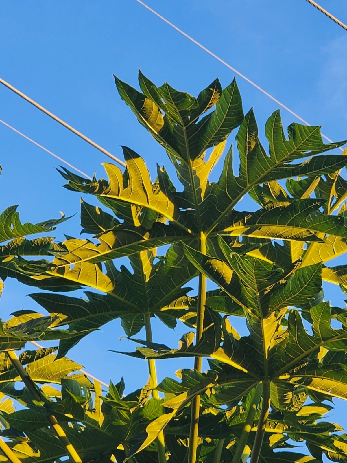 8 Fresh Organic Papaya Leaves hand-picked