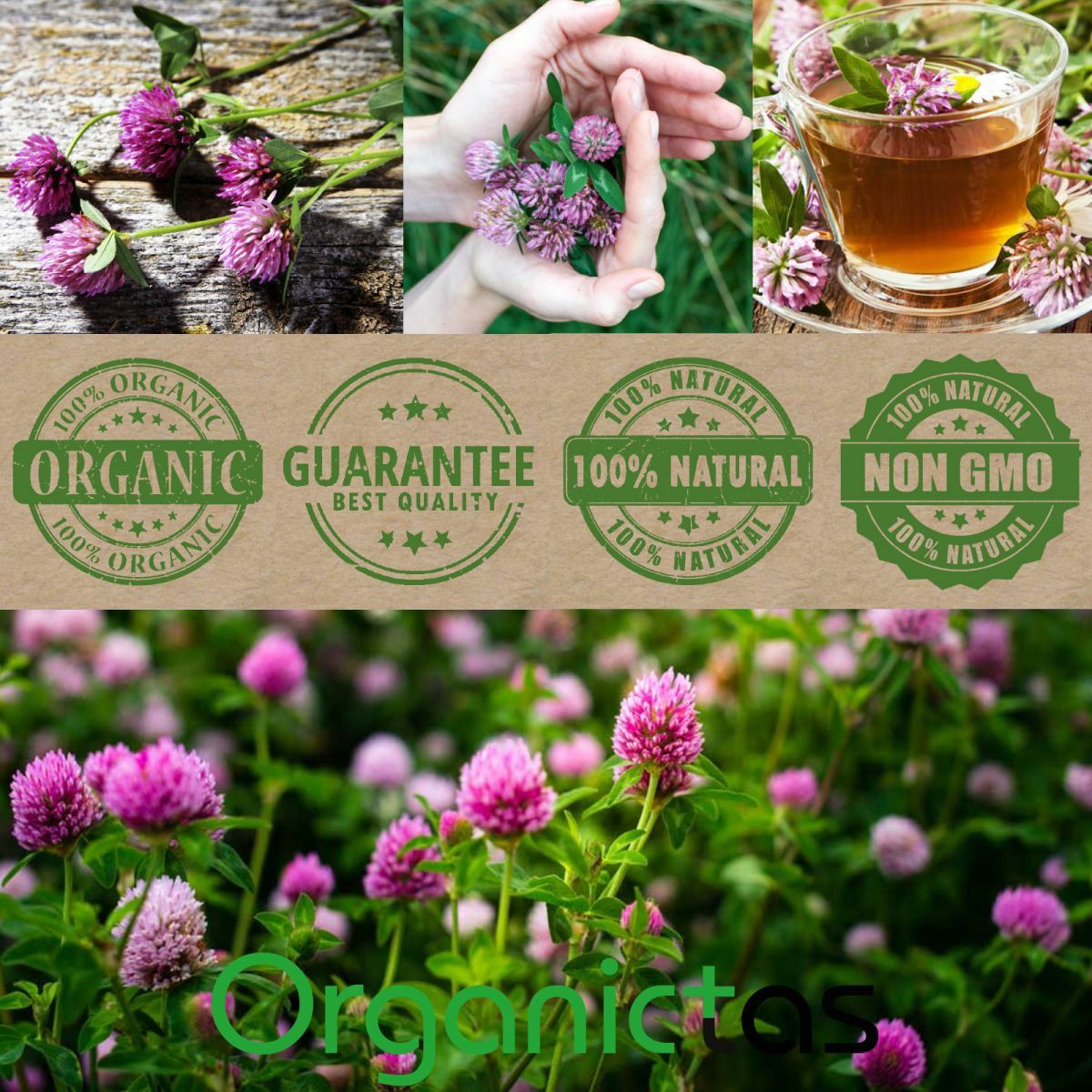 RED CLOVER Herbal Flower Tea (Trifolium Pratense) Premium Quality Organic 100 g