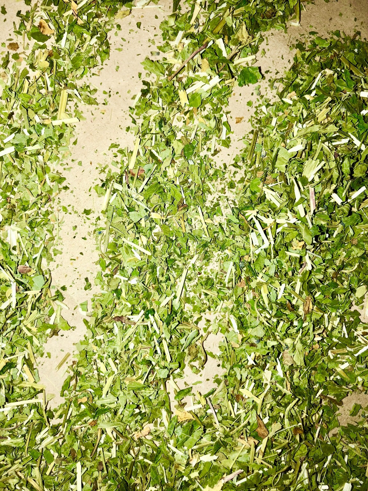 CO Skullcap Certified Organic Herb Leaf Mad Dog Weed Spice Discounters