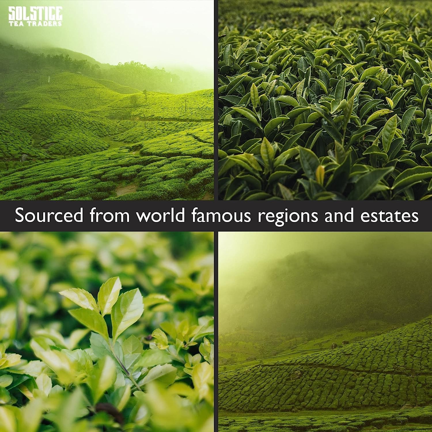 Solstice Loose Leaf Sencha Green Tea, 1 LB, Bulk 1 Pound (Pack of 1)