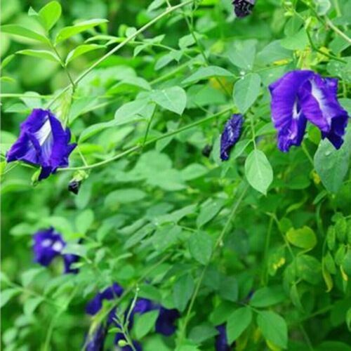 Ceylon Dried Butterfly Pea Tea Nil katarolu Organic 100% Pure Food coloring 50g