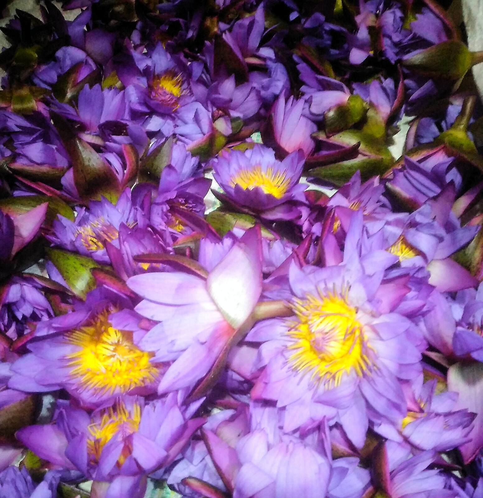 Blue Lotus Nymphaea Caerulea Herbal 100% Natural Organic Ceylon Dried Flower NEW