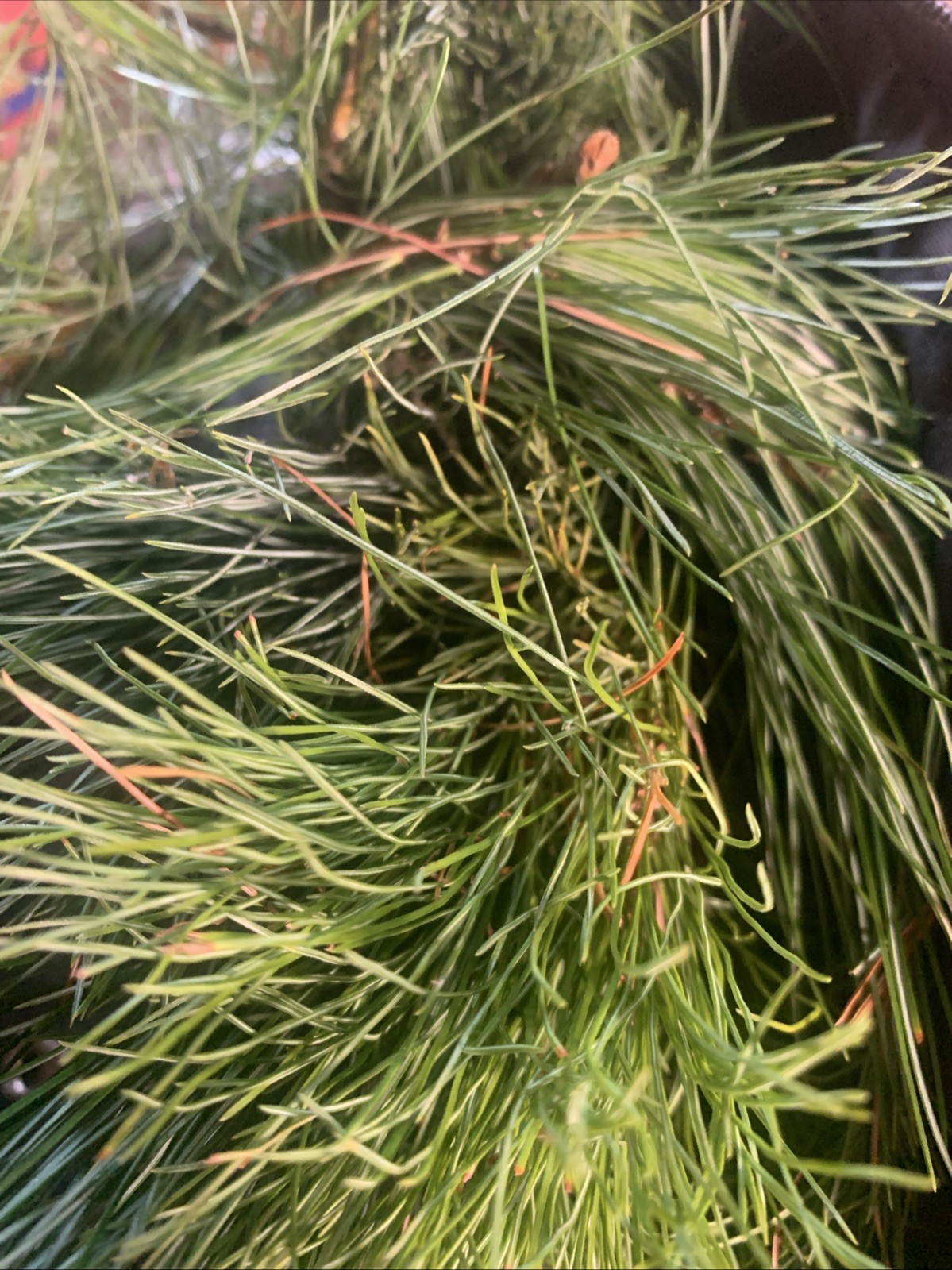 12 Oz Fresh Eastern White Pine Needles and Tips Pine needle Tea Bath