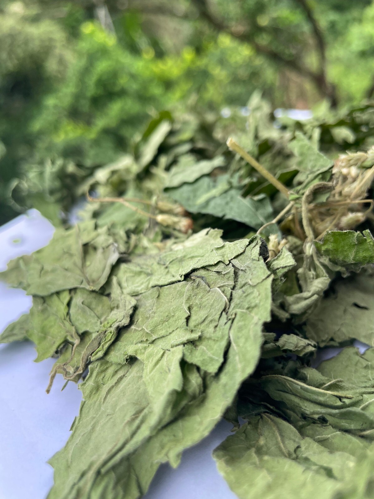 Calea Zacatechichi Mexican Dream Herb Lucid Dream Pure Dried Leaves Herbal Tea