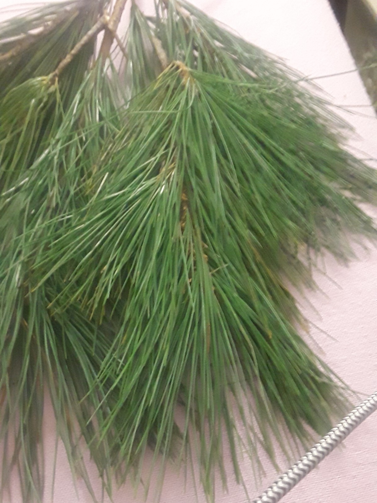 6 Pc Lot: BUY 3 GET 1 FREE Organic Eastern White Pine Needle Tea Bags dehydrated