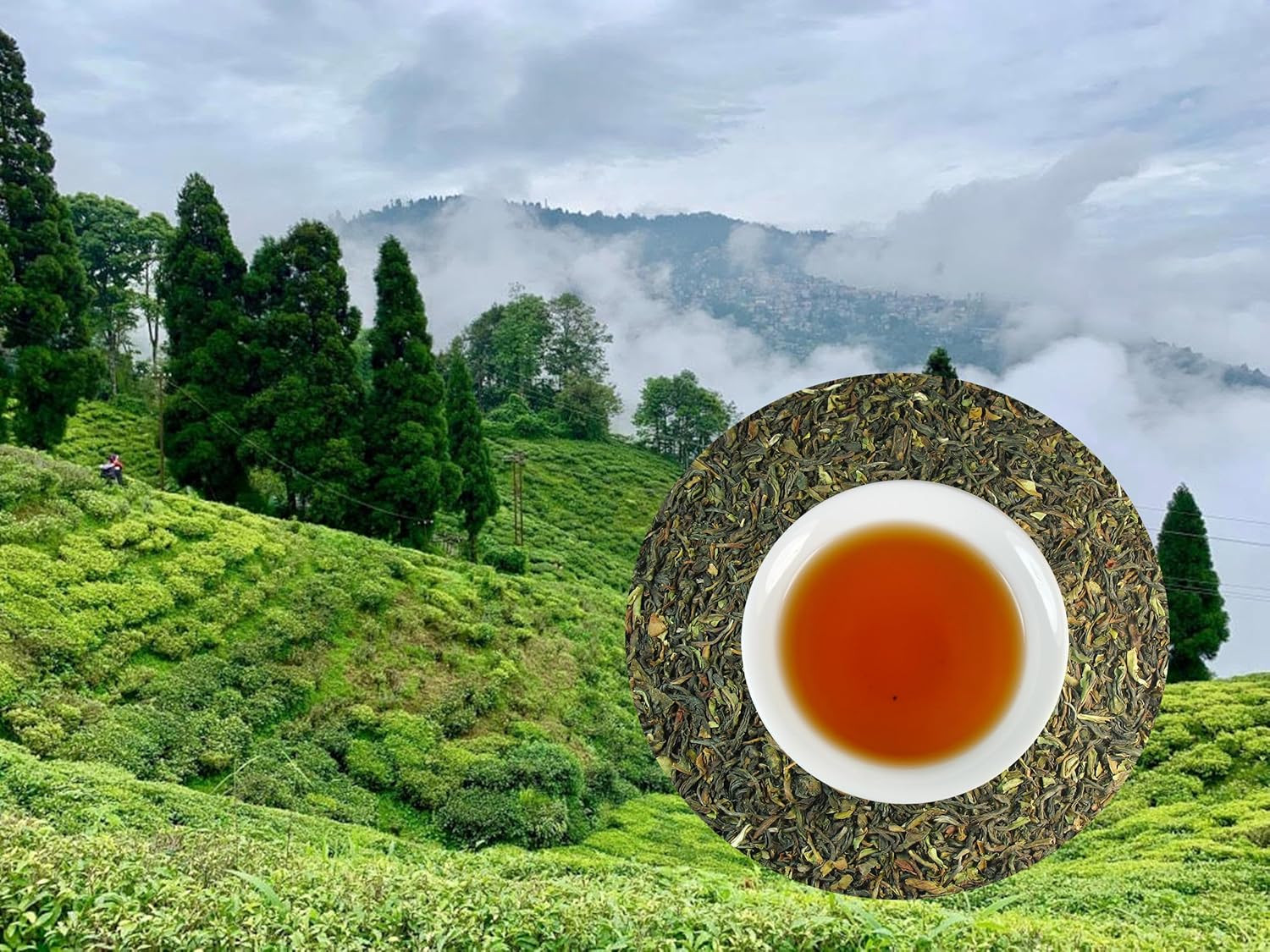 Greenhilltea – Darjeeling Margaret’S Hope (TGFOP) Second Flush – Premium Loose