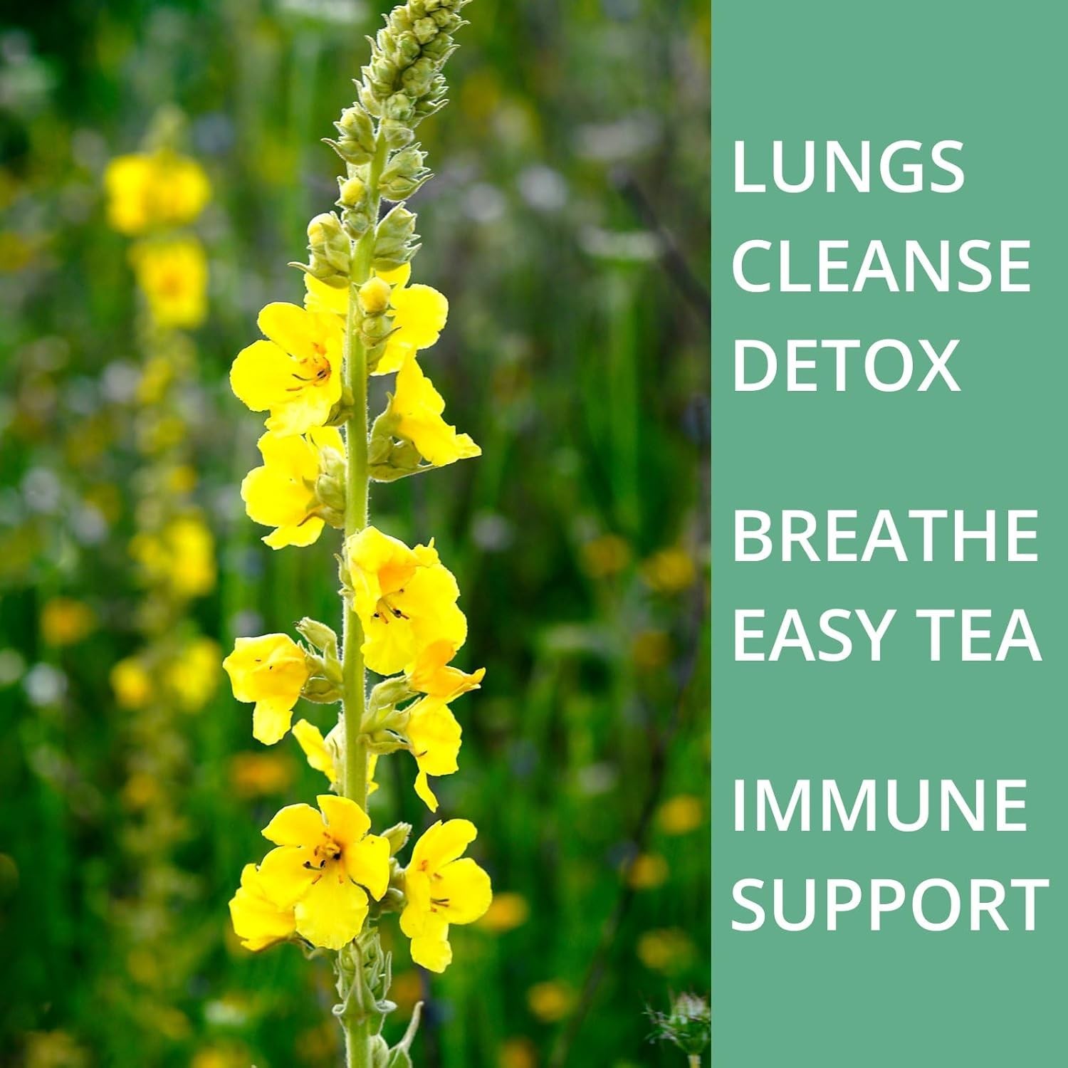 50 Mullein Tea Bags for Lung Cleanse & Respiratory Support
