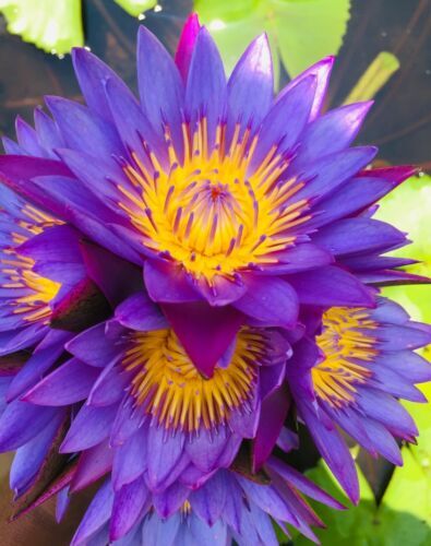 Blue Lotus Flower Nymphaea Caerulea Hand Picked Dried Natural Herbal Tea 50g