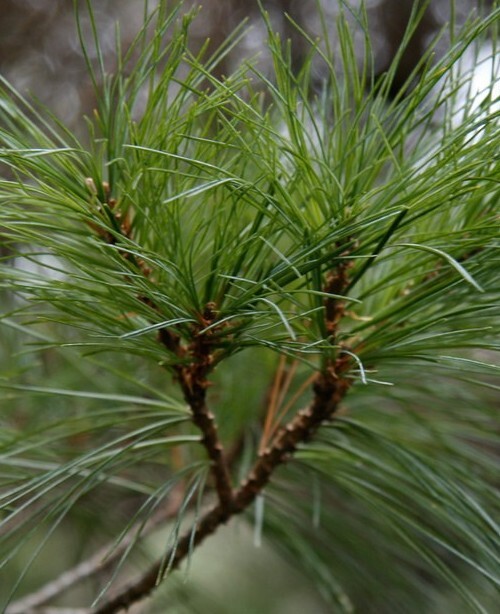 BUY 3, GET 1 FREE! Eastern White Pine Needle Tea, Fresh Maine 1oz virus protect