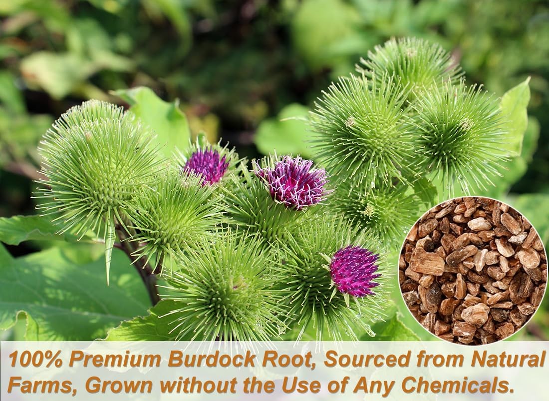 Burdock Root Tea Bags 140 Count 100% Natural Organic Herbal Tea No Additives
