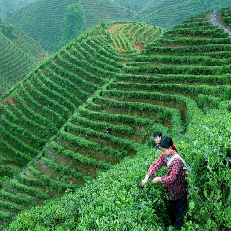 100g Organic Slimming Flower Tea Herbal Tea Lose Weight Puer Diet Tea 10pcs/bag